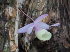 Dendrobium aphyllum