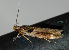 Chionodes mediofuscella