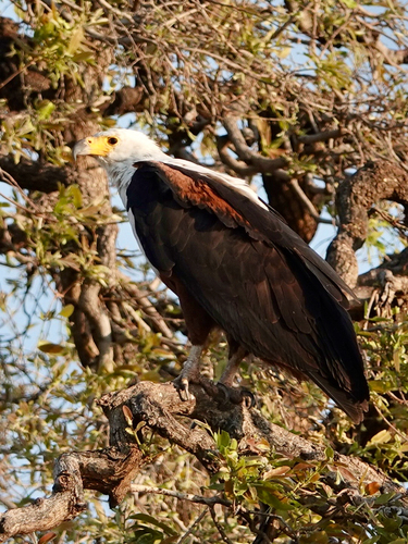 African Fish-Eagle