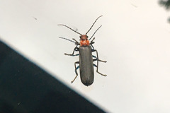 Podabrus conspiratus