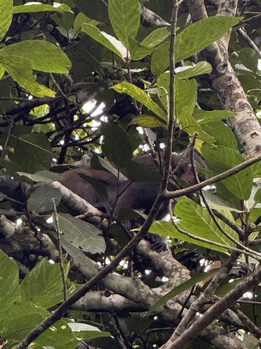 Formosan Rock Macaque