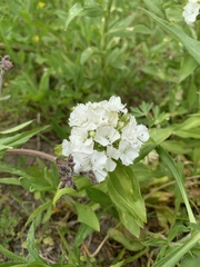 Dianthus barbatus
