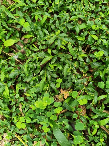 Awned Panick Grass