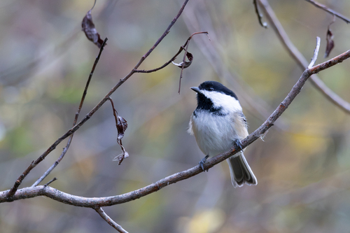 Black-capped Chickadee