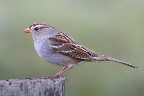 White-crowned Sparrow