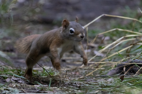 American Red Squirrel
