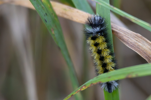 Virginia Ctenucha Moth