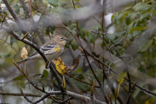 Yellow-rumped Warbler