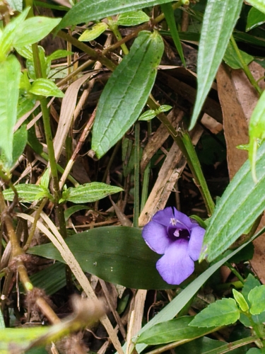 Lesser Torenia