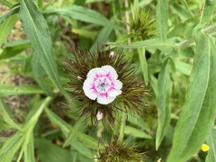 Dianthus barbatus