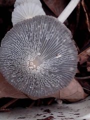 Fungi