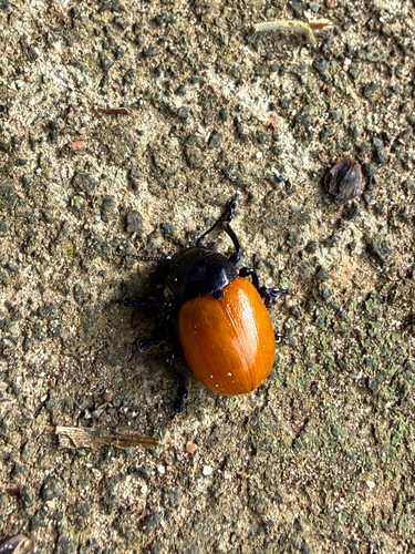 Humba cyanicollis