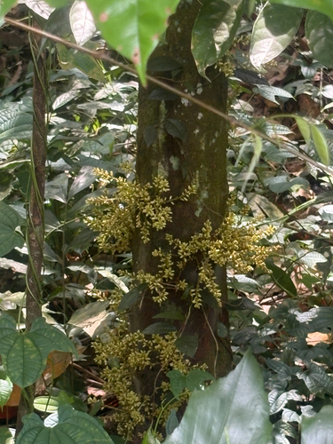 Epicharis cuneata observed 2026-09-25