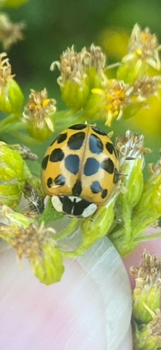 Asian Lady Beetle