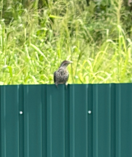 Asian Koel