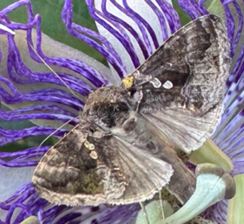 Soybean Looper Moth