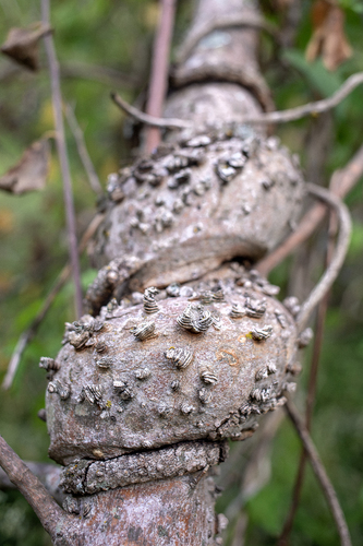 sugar hackberry