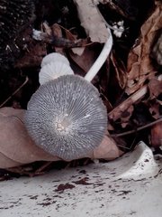 Fungi