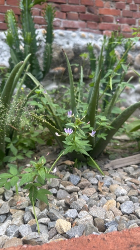 Purple Cleome