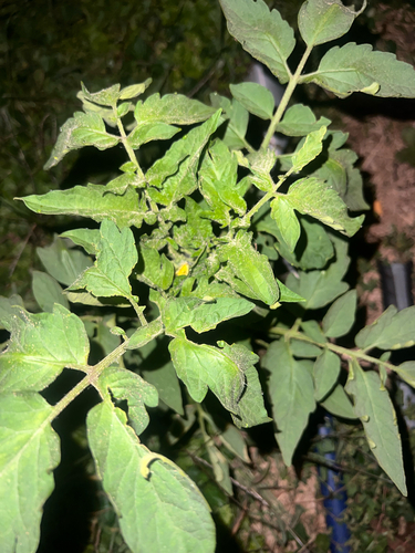 tomato