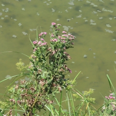 Pluchea odorata