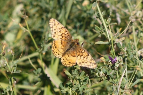 Variegated Fritillary