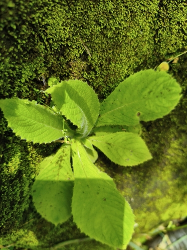 Blumea aromatica