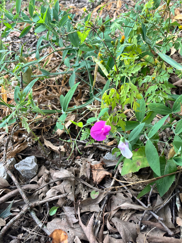 broad-leaved sweet pea
