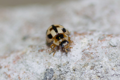 Turtle Vein Lady Beetle