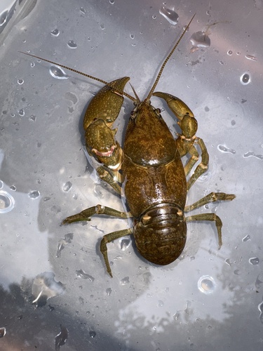 Cambaroides similis observed 2026-09-13