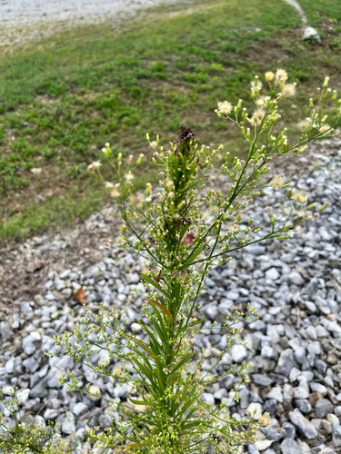 horseweed