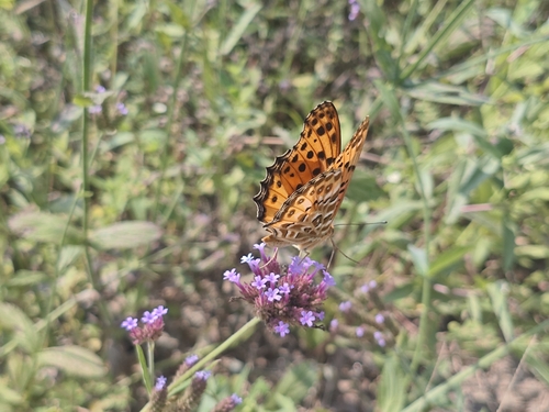 Tropical Fritillary