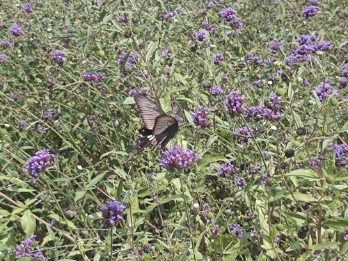 Common Mormon Swallowtail