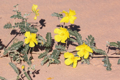 Tribulus hystrix