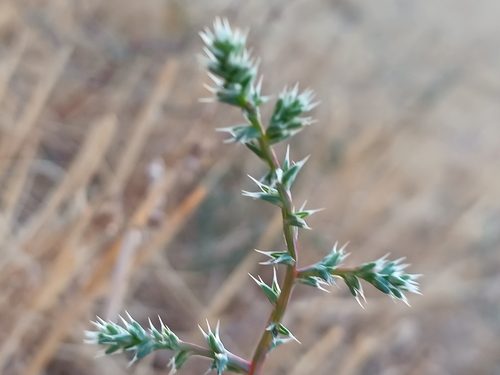 saltwort