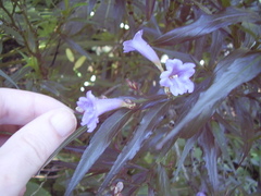 Strobilanthes anisophyllus
