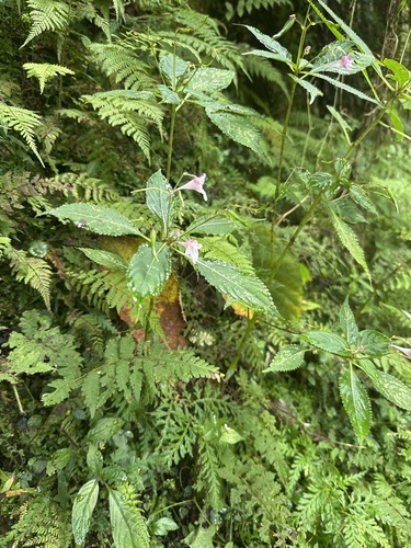 Impatiens devolii