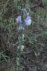 author not stated, no rights reserved Linaria repens, photograph author not stated, no rights reserved