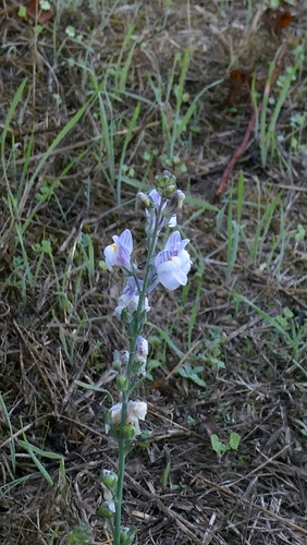 Linaria repens, photograph 3
