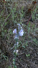 author not stated, no rights reserved Linaria repens, photograph author not stated, no rights reserved