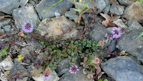 Mentha pulegium, photograph 1