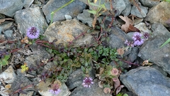 Mentha pulegium, photograph author not stated, no rights reserved