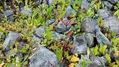 Bidens tripartita