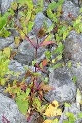 Bidens tripartita, photograph author not stated, no rights reserved