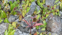 Bidens tripartita, photograph author not stated, no rights reserved