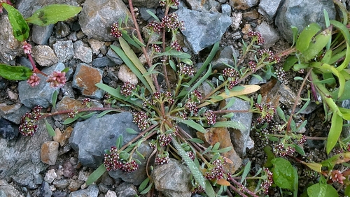 Corrigiola litoralis