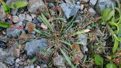 Corrigiola litoralis