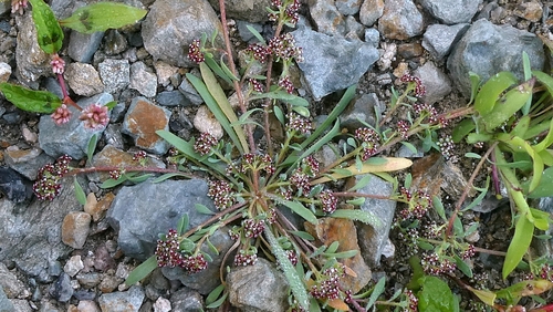 Corrigiola litoralis, photograph 1