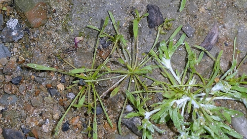 Limosella aquatica, photograph 3
