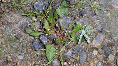 Oxybasis rubra, photograph 5